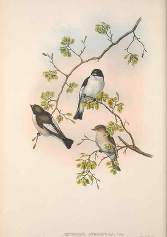 Reproducción/Reproduction 48914729871: The birds of Great Britain. London :Printed by Taylor and Francis, published by the author,1873.. 