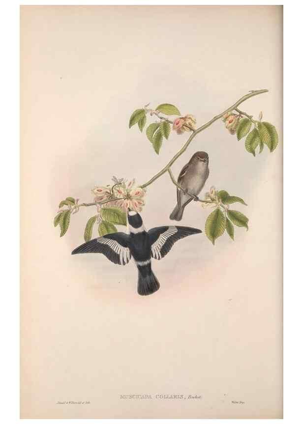 Reproducción/Reproduction 48914936017: The birds of Great Britain. London :Printed by Taylor and Francis, published by the author,1873.. 
