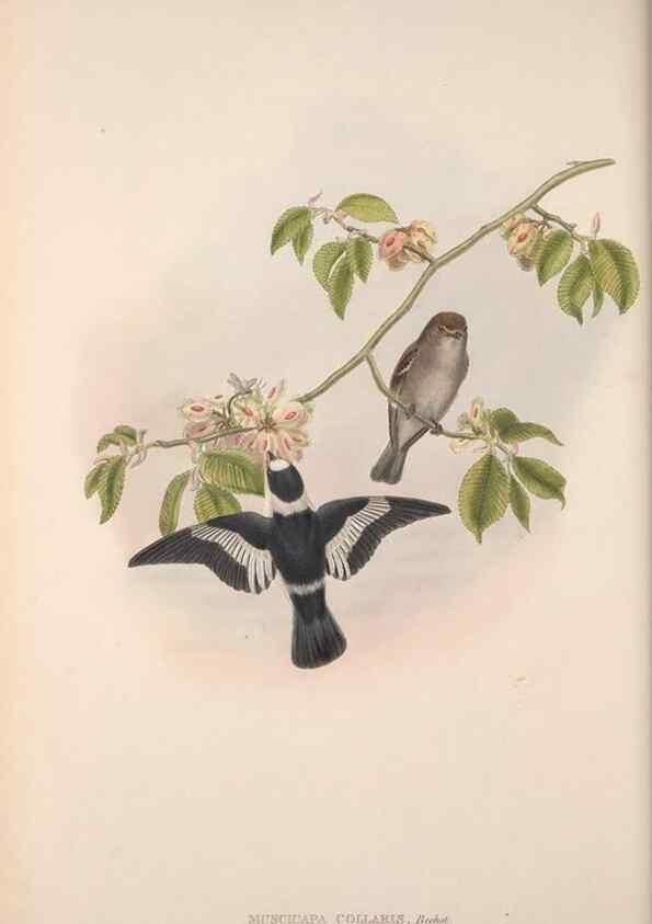 Reproducción/Reproduction 48914936017: The birds of Great Britain. London :Printed by Taylor and Francis, published by the author,1873.. 