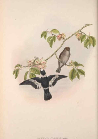 Reproducción/Reproduction 48914936017: The birds of Great Britain. London :Printed by Taylor and Francis, published by the author,1873.. 