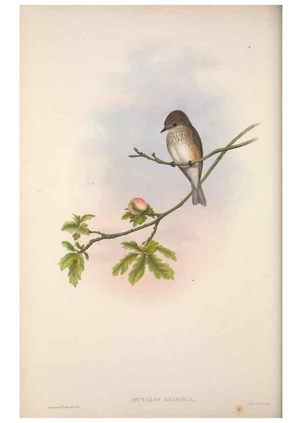 Reproducción/Reproduction 48914201663: The birds of Great Britain. London :Printed by Taylor and Francis, published by the author,1873.. 
