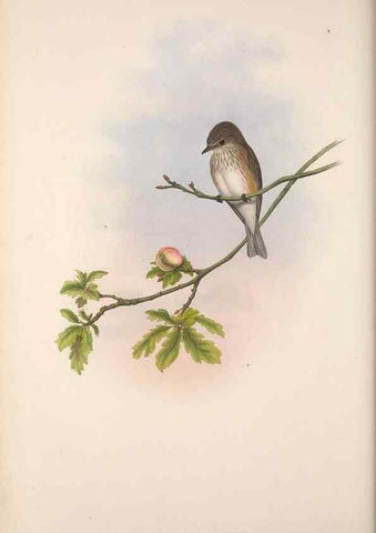 Reproducción/Reproduction 48914201663: The birds of Great Britain. London :Printed by Taylor and Francis, published by the author,1873.. 