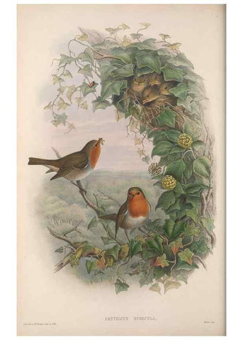 Reproducción/Reproduction 48914946357: The birds of Great Britain. London :Printed by Taylor and Francis, published by the author,1873.. 