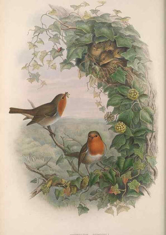 Reproducción/Reproduction 48914946357: The birds of Great Britain. London :Printed by Taylor and Francis, published by the author,1873.. 