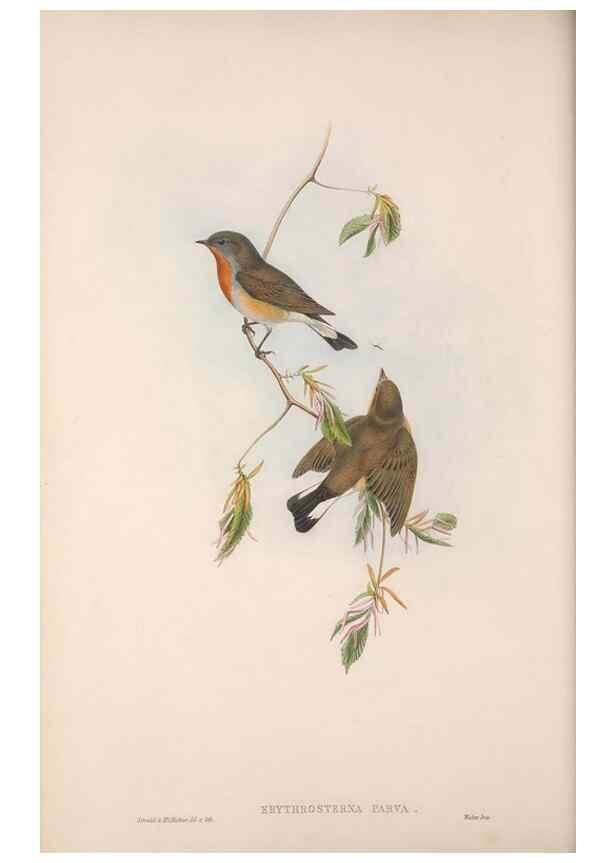 Reproducción/Reproduction 48914201918: The birds of Great Britain. London :Printed by Taylor and Francis, published by the author,1873.. 