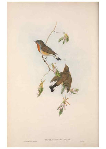 Reproducción/Reproduction 48914201918: The birds of Great Britain. London :Printed by Taylor and Francis, published by the author,1873.. 