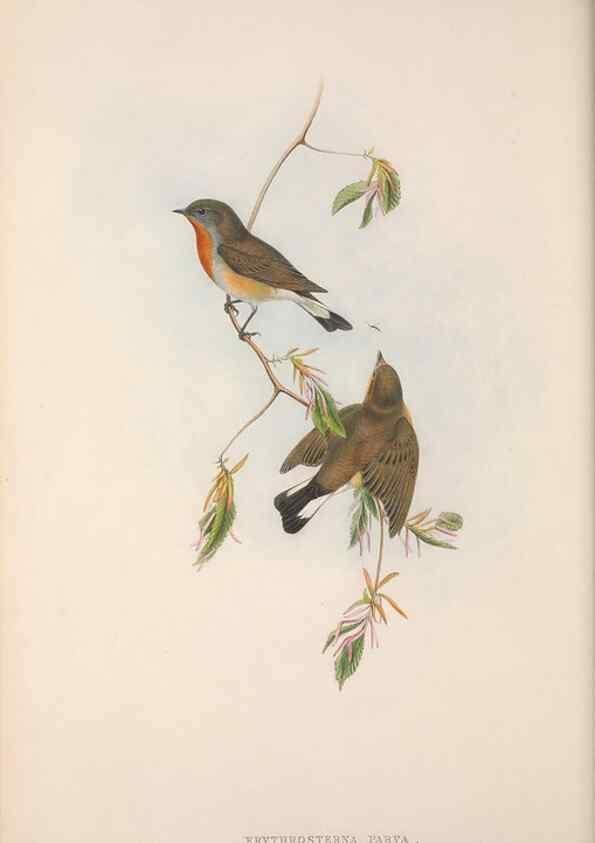 Reproducción/Reproduction 48914201918: The birds of Great Britain. London :Printed by Taylor and Francis, published by the author,1873.. 