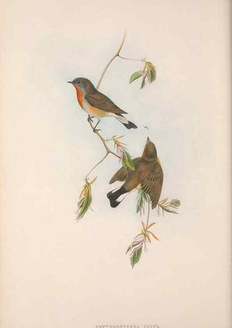 Reproducción/Reproduction 48914201918: The birds of Great Britain. London :Printed by Taylor and Francis, published by the author,1873.. 