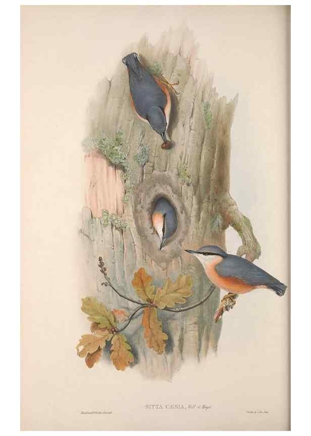 Reproducción/Reproduction 48914937187: The birds of Great Britain. London :Printed by Taylor and Francis, published by the author,1873.. 