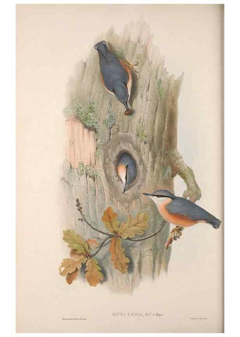 Reproducción/Reproduction 48914937187: The birds of Great Britain. London :Printed by Taylor and Francis, published by the author,1873.. 