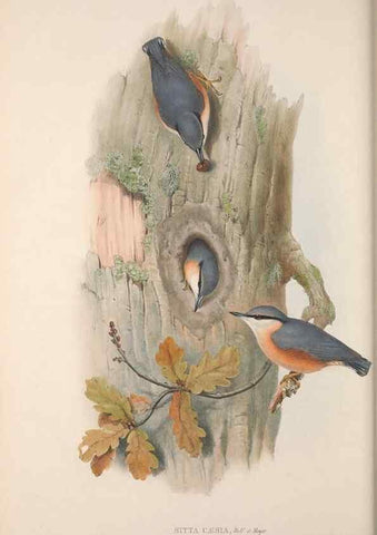 Reproducción/Reproduction 48914937187: The birds of Great Britain. London :Printed by Taylor and Francis, published by the author,1873.. 