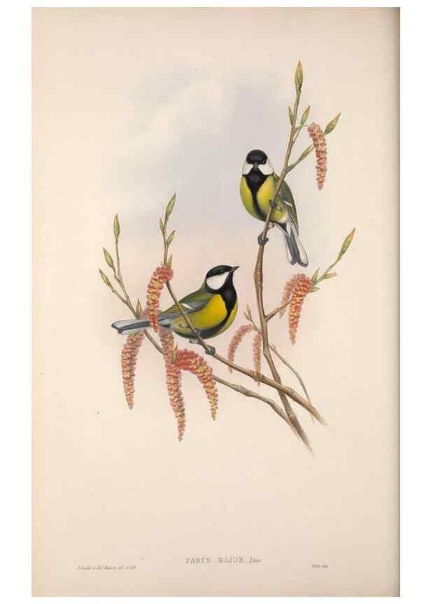 Reproducción/Reproduction 48914937647: The birds of Great Britain. London :Printed by Taylor and Francis, published by the author,1873.. 