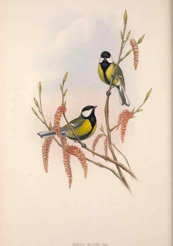 Reproducción/Reproduction 48914937647: The birds of Great Britain. London :Printed by Taylor and Francis, published by the author,1873.. 