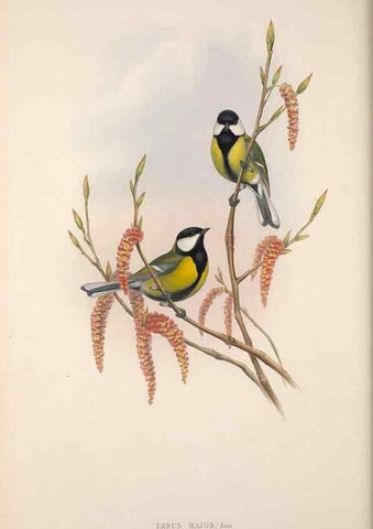Reproducción/Reproduction 48914937647: The birds of Great Britain. London :Printed by Taylor and Francis, published by the author,1873.. 