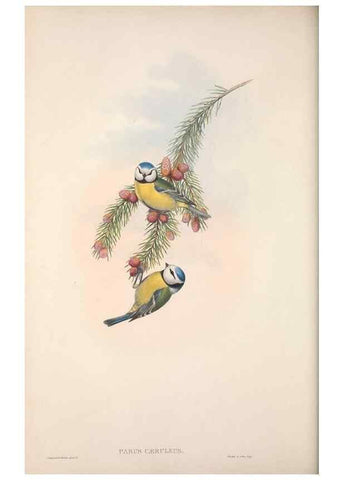 Reproducción/Reproduction 48914203318: The birds of Great Britain. London :Printed by Taylor and Francis, published by the author,1873.. 