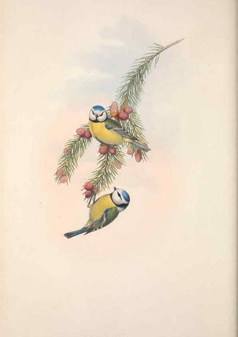 Reproducción/Reproduction 48914203318: The birds of Great Britain. London :Printed by Taylor and Francis, published by the author,1873.. 
