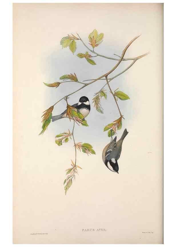 Reproducción/Reproduction 48914732566: The birds of Great Britain. London :Printed by Taylor and Francis, published by the author,1873.. 