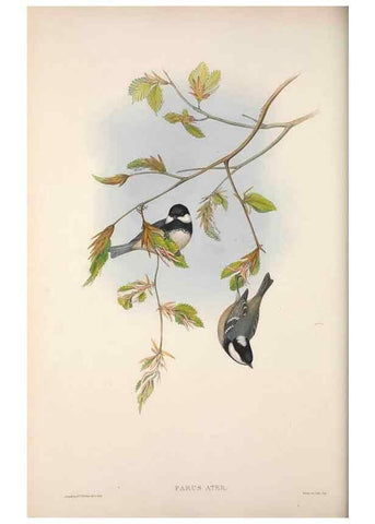 Reproducción/Reproduction 48914732566: The birds of Great Britain. London :Printed by Taylor and Francis, published by the author,1873.. 