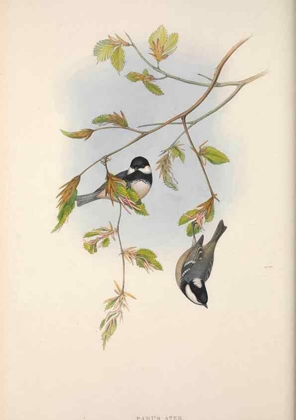 Reproducción/Reproduction 48914732566: The birds of Great Britain. London :Printed by Taylor and Francis, published by the author,1873.. 