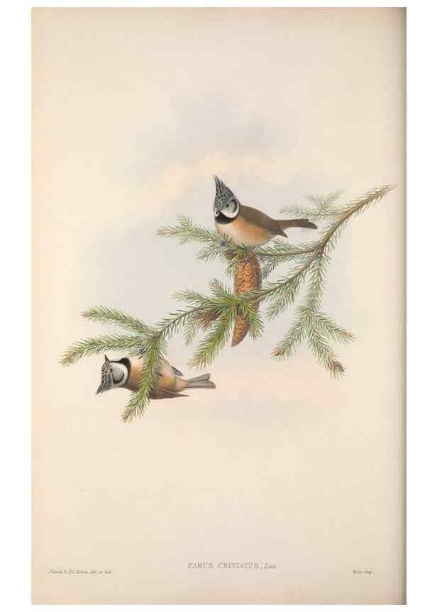 Reproducción/Reproduction 48914732816: The birds of Great Britain. London :Printed by Taylor and Francis, published by the author,1873.. 