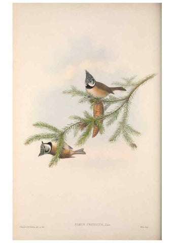 Reproducción/Reproduction 48914732816: The birds of Great Britain. London :Printed by Taylor and Francis, published by the author,1873.. 
