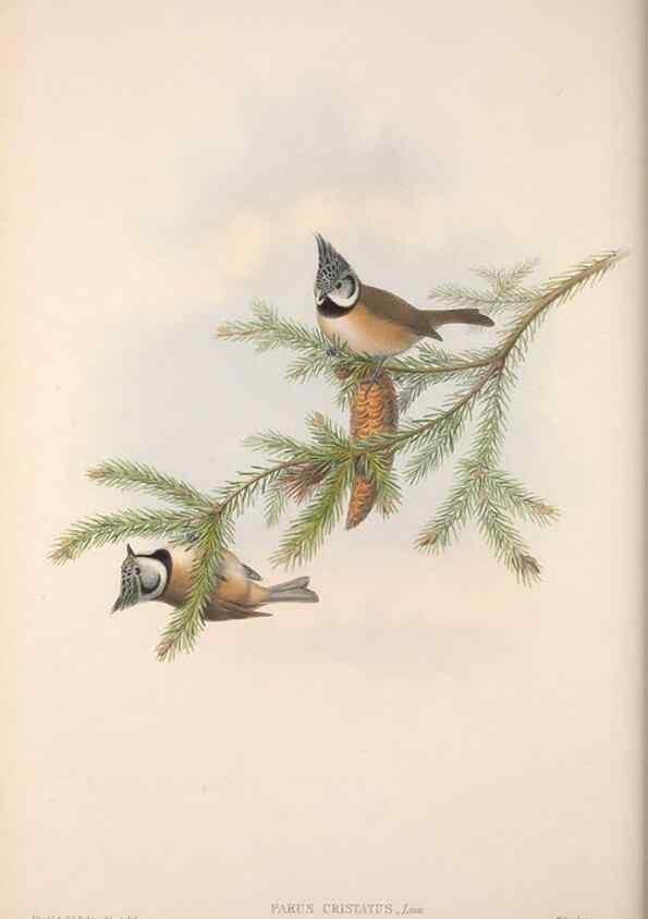 Reproducción/Reproduction 48914732816: The birds of Great Britain. London :Printed by Taylor and Francis, published by the author,1873.. 