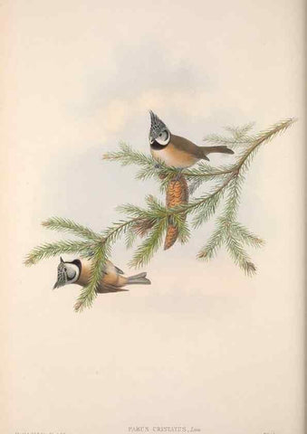 Reproducción/Reproduction 48914732816: The birds of Great Britain. London :Printed by Taylor and Francis, published by the author,1873.. 
