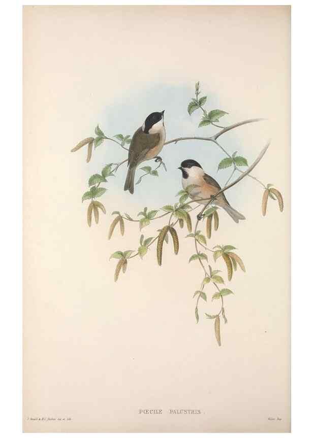 Reproducción/Reproduction 48914939022: The birds of Great Britain. London :Printed by Taylor and Francis, published by the author,1873.. 