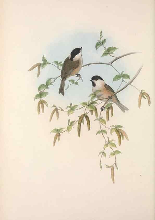 Reproducción/Reproduction 48914939022: The birds of Great Britain. London :Printed by Taylor and Francis, published by the author,1873.. 