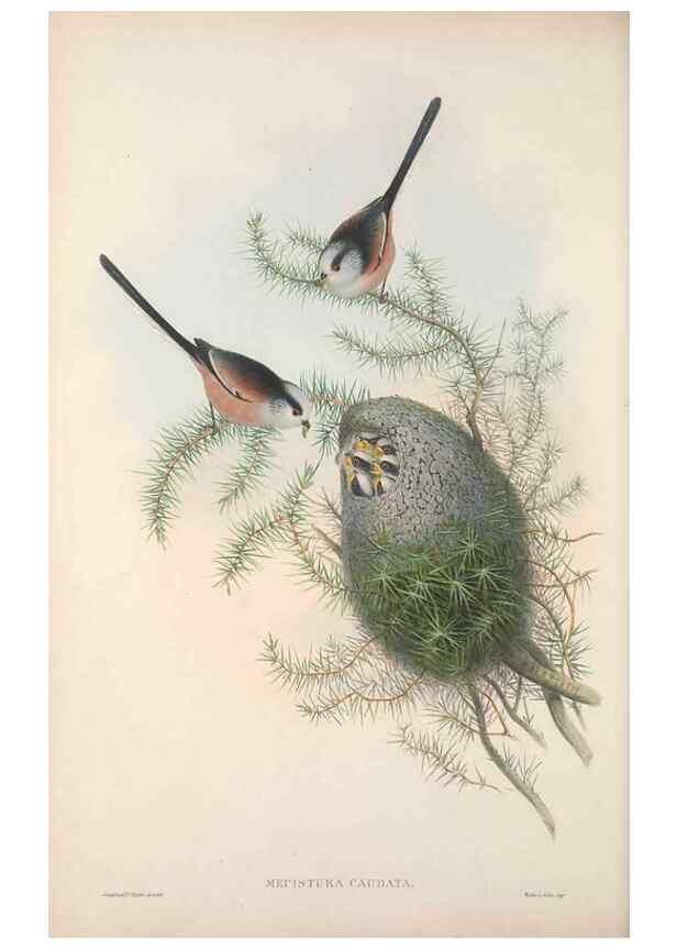 Reproducción/Reproduction 48914733611: The birds of Great Britain. London :Printed by Taylor and Francis, published by the author,1873.. 