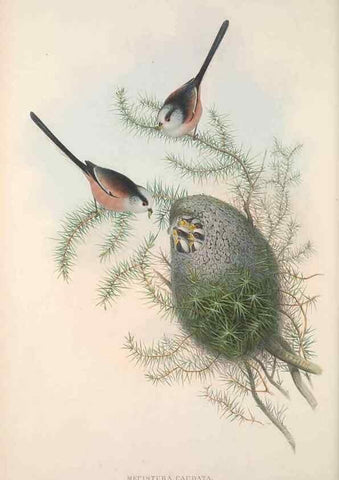 Reproducción/Reproduction 48914733611: The birds of Great Britain. London :Printed by Taylor and Francis, published by the author,1873.. 