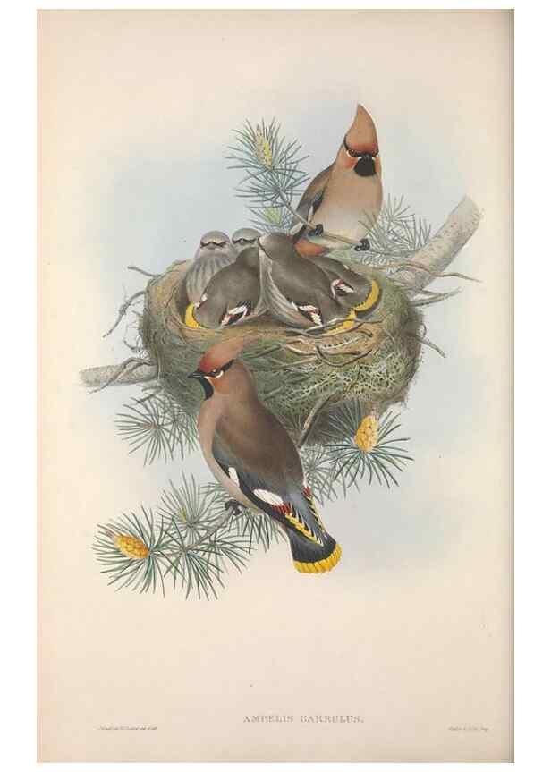 Reproducción/Reproduction 48914936897: The birds of Great Britain. London :Printed by Taylor and Francis, published by the author,1873.. 