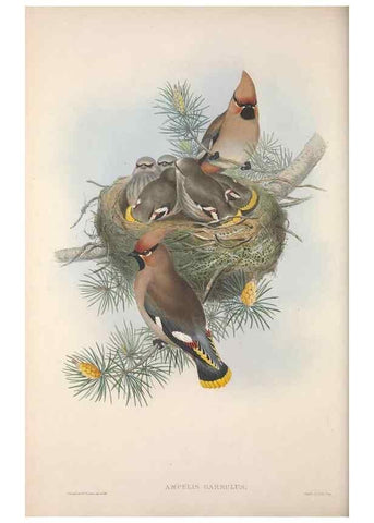 Reproducción/Reproduction 48914936897: The birds of Great Britain. London :Printed by Taylor and Francis, published by the author,1873.. 