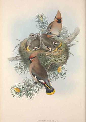 Reproducción/Reproduction 48914936897: The birds of Great Britain. London :Printed by Taylor and Francis, published by the author,1873.. 