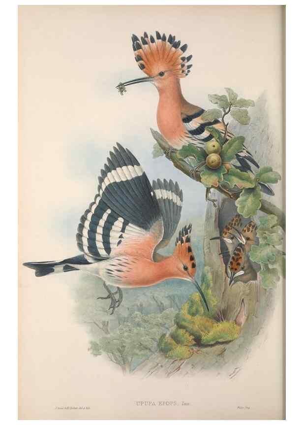 Reproducción/Reproduction 48914934177: The birds of Great Britain. London :Printed by Taylor and Francis, published by the author,1873.. 