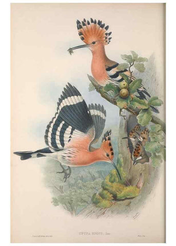 Reproducción/Reproduction 48914934177: The birds of Great Britain. London :Printed by Taylor and Francis, published by the author,1873.. 