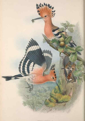 Reproducción/Reproduction 48914934177: The birds of Great Britain. London :Printed by Taylor and Francis, published by the author,1873.. 