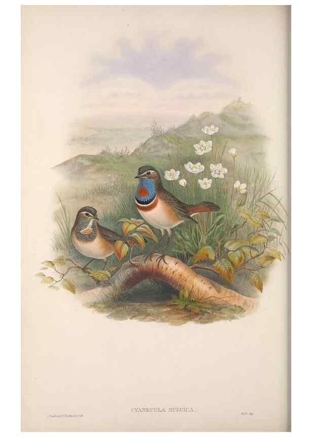 Reproducción/Reproduction 48914211508: The birds of Great Britain. London :Printed by Taylor and Francis, published by the author,1873.. 