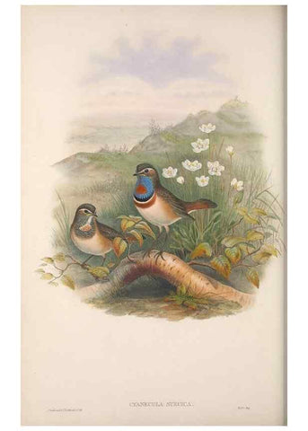 Reproducción/Reproduction 48914211508: The birds of Great Britain. London :Printed by Taylor and Francis, published by the author,1873.. 