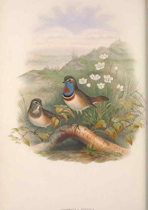 Reproducción/Reproduction 48914211508: The birds of Great Britain. London :Printed by Taylor and Francis, published by the author,1873.. 