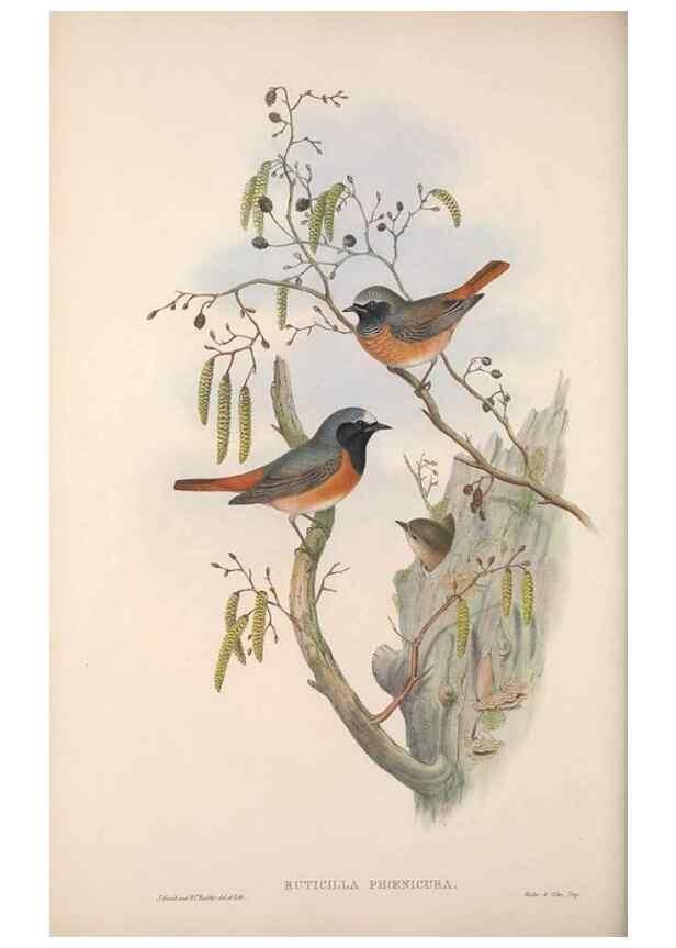 Reproducción/Reproduction 48914212283: The birds of Great Britain. London :Printed by Taylor and Francis, published by the author,1873.. 