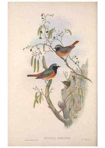Reproducción/Reproduction 48914212283: The birds of Great Britain. London :Printed by Taylor and Francis, published by the author,1873.. 