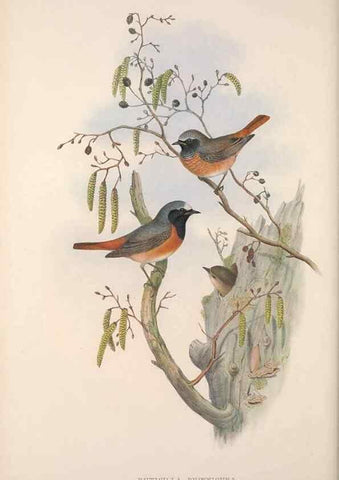 Reproducción/Reproduction 48914212283: The birds of Great Britain. London :Printed by Taylor and Francis, published by the author,1873.. 