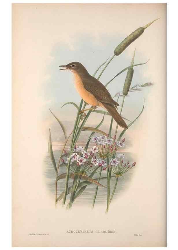 Reproducción/Reproduction 48914748381: The birds of Great Britain. London :Printed by Taylor and Francis, published by the author,1873.. 