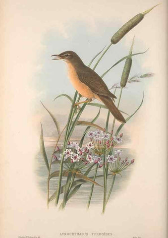 Reproducción/Reproduction 48914748381: The birds of Great Britain. London :Printed by Taylor and Francis, published by the author,1873.. 