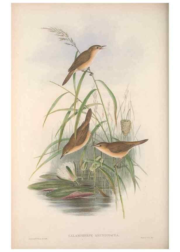 Reproducción/Reproduction 48914954907: The birds of Great Britain. London :Printed by Taylor and Francis, published by the author,1873.. 