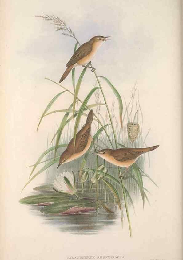 Reproducción/Reproduction 48914954907: The birds of Great Britain. London :Printed by Taylor and Francis, published by the author,1873.. 