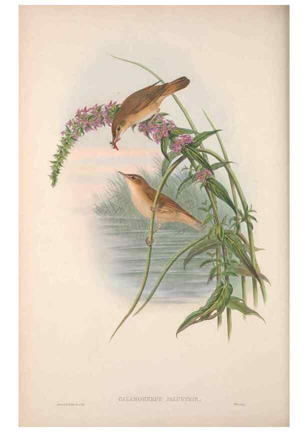 Reproducción/Reproduction 48914749011: The birds of Great Britain. London :Printed by Taylor and Francis, published by the author,1873.. 