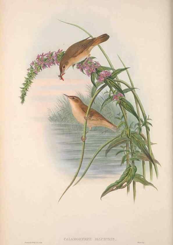 Reproducción/Reproduction 48914749011: The birds of Great Britain. London :Printed by Taylor and Francis, published by the author,1873.. 