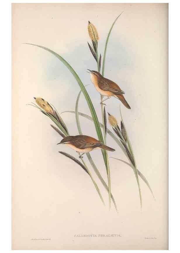 Reproducción/Reproduction 48914749321: The birds of Great Britain. London :Printed by Taylor and Francis, published by the author,1873.. 